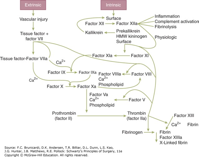 Congenital Hemostatic Defects AccessMedicine Network